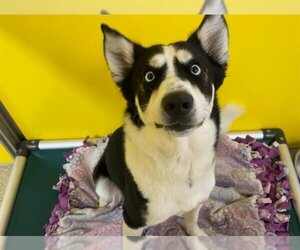 Border Collie-Siberian Husky Mix Dogs for adoption in Ames, IA, USA