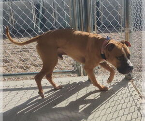 American Staffordshire Terrier-Unknown Mix Dogs for adoption in Fort Collins, CO, USA