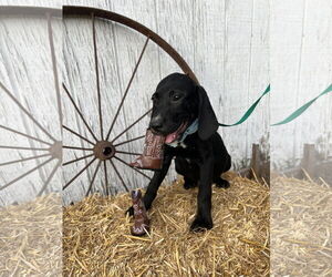 Labrador Retriever-Unknown Mix Dogs for adoption in Rocky Mount, NC, USA
