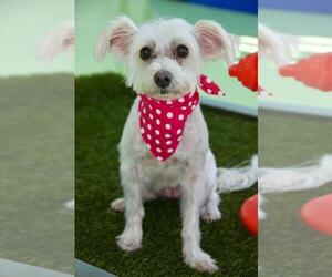 Maltese-Unknown Mix Dogs for adoption in Santa Clara, CA, USA