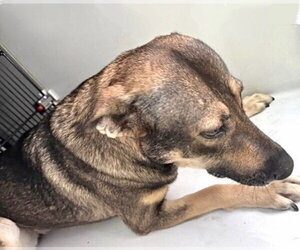 German Shepherd Dog-Unknown Mix Dogs for adoption in Houston, TX, USA