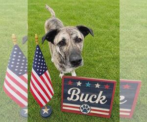 Anatolian Shepherd-Unknown Mix Dogs for adoption in Rootstown, OH, USA