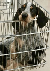 Bluetick Coonhound Dogs for adoption in Kent, OH, USA
