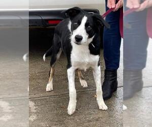 Border Collie Dogs for adoption in Newnan, GA, USA