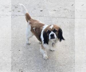 Shih Tzu-Unknown Mix Dogs for adoption in San Antonio, TX, USA