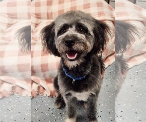Aussiedoodle Miniature  Dogs for adoption in Greenville, IL, USA