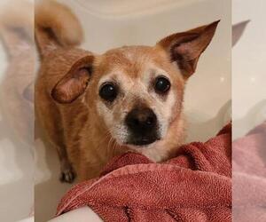 Chi-Corgi Dogs for adoption in Columbus, IN, USA