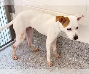 American Pit Bull Terrier-Unknown Mix Dogs for adoption in Houston, TX, USA