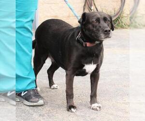 American Pit Bull Terrier Dogs for adoption in Fredericksburg, VA, USA