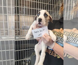 American Pit Bull Terrier Dogs for adoption in Evansville, IN, USA