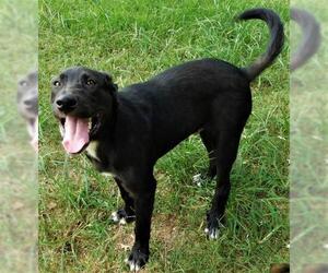 Labrador Retriever-Unknown Mix Dogs for adoption in Benton, AR, USA