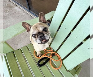 French Bulldog Dogs for adoption in Denver, CO, USA