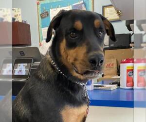 Rottweiler Dogs for adoption in Wadena, MN, USA