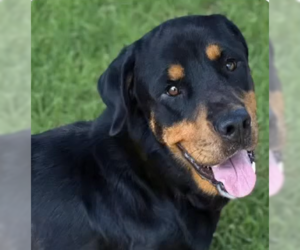 Rottweiler Dogs for adoption in Hillsboro, NH, USA