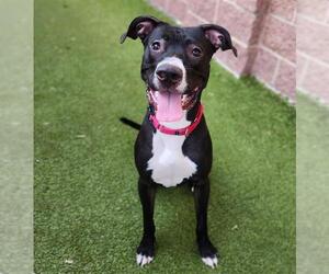 American Pit Bull Terrier-Labrador Retriever Mix Dogs for adoption in Minneapolis, MN, USA