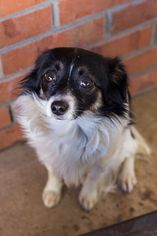 Chion Dogs for adoption in Alpharetta, GA, USA