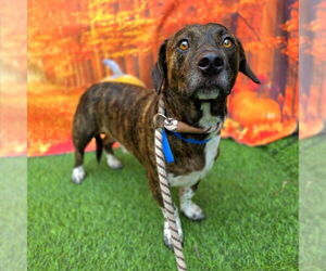 American Pit Bull Terrier-Basset Hound Mix Dogs for adoption in Long Beach, CA, USA