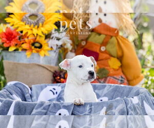 Mutt Dogs for adoption in Foristell, MO, USA