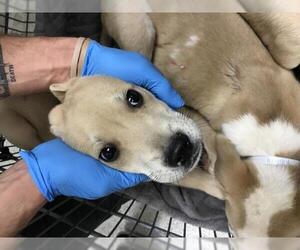 Labrador Retriever-Unknown Mix Dogs for adoption in Conroe, TX, USA