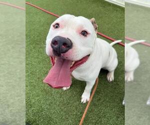 American Pit Bull Terrier-Unknown Mix Dogs for adoption in Fayetteville, NC, USA