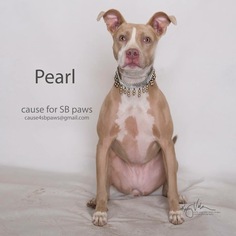 Medium Photo #1 American Pit Bull Terrier-Whippet Mix Puppy For Sale in San Bernardino , CA, USA