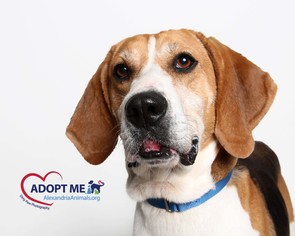 English Foxhound Dogs for adoption in Alexandria, VA, USA