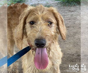Mutt Dogs for adoption in Washington, DC, USA