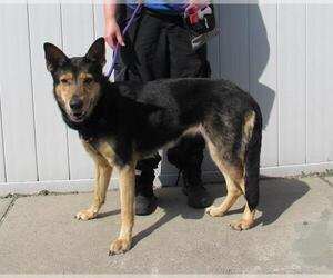 German Shepherd Dog-Unknown Mix Dogs for adoption in Louisville, KY, USA