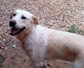 Golden Pyrenees Dogs for adoption in Fayetteville, GA, USA