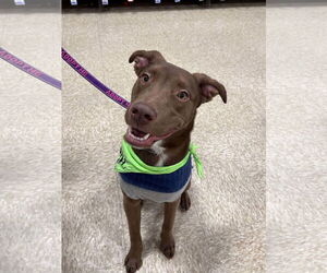 Labrador Retriever-Unknown Mix Dogs for adoption in Minneapolis, MN, USA