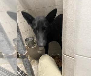 German Shepherd Dog Dogs for adoption in Stockton, CA, USA