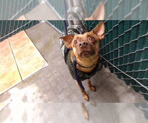 Chihuahua Dogs for adoption in Downey, CA, USA