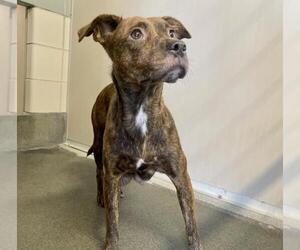 Mutt Dogs for adoption in San Antonio, TX, USA