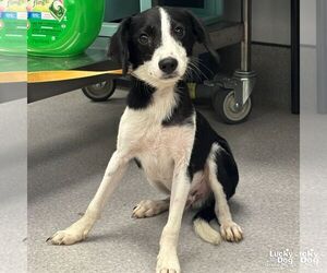Beagle-Spaniel Mix Dogs for adoption in Washington, DC, USA