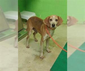 Treeing Walker Coonhound Dogs for adoption in Green Cove Springs, FL, USA