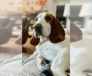 Basset Hound Dogs for adoption in Petaluma, CA, USA