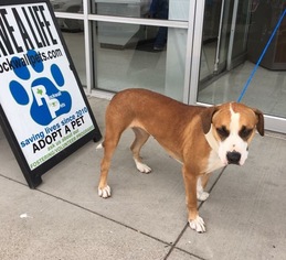 Boxador Dogs for adoption in Royse City, TX, USA