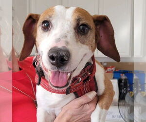 Doxle Dogs for adoption in Las Vegas, NV, USA