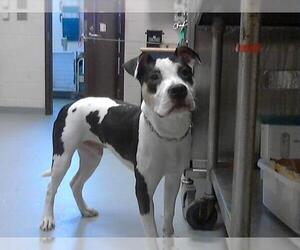 American Pit Bull Terrier-Unknown Mix Dogs for adoption in Fayetteville, NC, USA