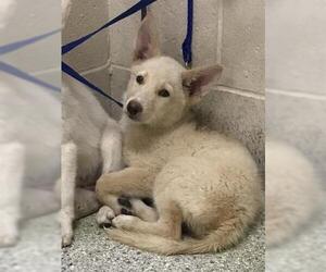 German Shepherd Dog Dogs for adoption in Conroe, TX, USA