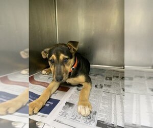 German Shepherd Dog-Unknown Mix Dogs for adoption in Visalia, CA, USA