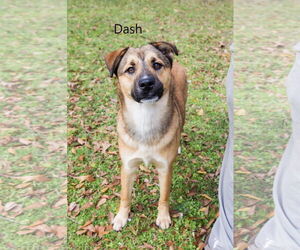 Huskies -Unknown Mix Dogs for adoption in The Woodlands, TX, USA