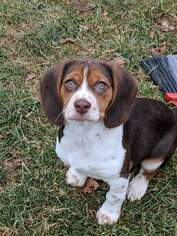 Beagle Dogs for adoption in Hewitt, NJ, USA