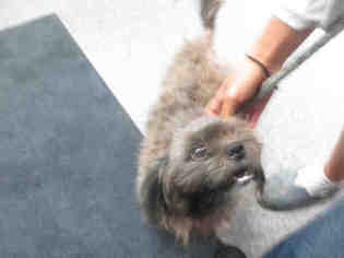 Shih Tzu Dogs for adoption in Santa Barbara, CA, USA