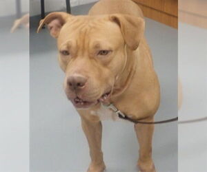 Mutt Dogs for adoption in St. Cloud, FL, USA