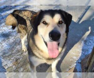 Alaskan Malamute-German Shepherd Dog Mix Dogs for adoption in Olathe, KS, USA