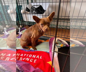 Chihuahua-Unknown Mix Dogs for adoption in Bolivar, MO, USA