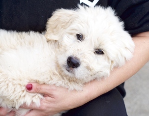 Labradoodle Dogs for adoption in Pittsburg, CA, USA