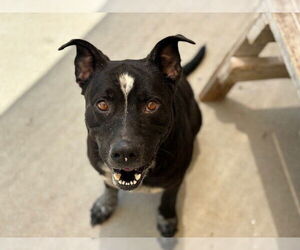 American Pit Bull Terrier-Labrador Retriever Mix Dogs for adoption in Tulsa, OK, USA