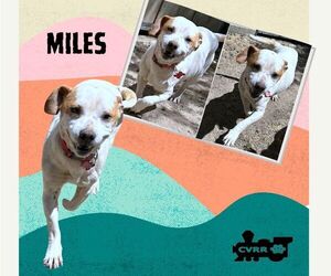 Mutt Dogs for adoption in Lindsay, CA, USA